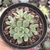 Echeveria swallon 2F pote 8 - comprar online