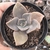 Graptoveria albert bynes 2E pote 8 - comprar online