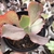 Echeveria gibbiflora pai daxing 4F pote 8 - carunculas - comprar online