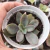Echeveria gibbiflora Suloa 4G pote 8 - comprar online