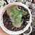 Echeveria gibbiflora zidona 4H pote 7 - comprar online