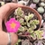 Portulaca variegata 2E pote 8 - comprar online