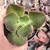 Echeveria gibbiflora oxford 4E pote 9 - comprar online