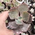 Echeveria gibbiflora zauberblume 4A pote 9 - comprar online