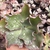 Echeveria gibbiflora kushala 4A pote 11 - carunculas - comprar online