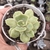 Echeveria Sweet snow 2G pote 8 - NOVIDADE - comprar online