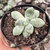 Pachyphytum sem id 2D pote 7 - comprar online