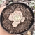 Echeveria runyonii variegata 2D - pote 6 - sem raízes - comprar online