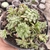 Crassula setulosa v. Transvaal Drakensberg 2D pote 9 - comprar online