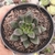 Echeveria Affinis Portugal 2D pote 7 - SUCULOUCURA DA SEMANA - COMPACTAS - comprar online