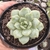 Echeveria Grid line 2D em pote 7 - comprar online