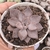 Echeveria rudolf 2C pote 07 - comprar online