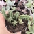 Huernia 3H pote 9 - flor vermelha - Nani Suculentas
