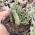Huernia 3H pote 9 - flor vermelha na internet