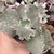 Echeveria gibbiflora galatee 4G pote 11- emitindo raízes - comprar online