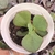 Echeveria gibbiflora geronticus 4H pote 7 - comprar online