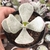 Cotyledon orbiculata 2H/2B pote 9 - comprar online