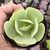 Echeveria Mandala citrus 2B pote 8 - comprar online