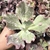 Echeveria gibbiflora copahue 4D pote 11 - carunculas - emitindo raízes - comprar online