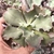 Echeveria gibbiflora Rameau 4A/4E pote 9 - carunculas - SUCULOUCURA DA SEMANA na internet