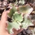 Echeveria gibbiflora aquarius 4E pote 9 - emitindo raízes - comprar online