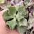 Echeveria Gibbiflora black meteorit 4E pote 10 - carunculas - emitindo raízes - comprar online