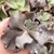 Echeveria gibbiflora sutherland 4E pote 11 - carunculas - NOVIDADE - comprar online