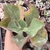 Echeveria gibbiflora sem id 235 4H pote 11 - emitindo raízes - SUCULOUCURA DA SEMANA - comprar online