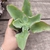Echeveria gibbiflora lemon mousse 3C pote 11 - emitindo raízes - comprar online