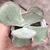 Kalanchoe fantastic 3C pote 9 - SUCULOUCURA DA SEMANA na internet