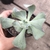 Echeveria gibbiflora Hephaestus 3C - pote 9 - emitindo raízes - SUCULOUCURA DA SEMANA - comprar online