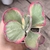 Kalanchoe fantastic 3C pote 9 - SUCULOUCURA DA SEMANA - Nani Suculentas