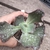 Echeveria Only one sem variegação 3D pote 11 - Babados - comprar online