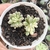Sedum Joyce tulloch variegata 2C pote 6 - comprar online