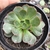 Echeveria elisha 2F pote 8 - comprar online