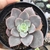 Echeveria gibbiflora camisole coreana 1C pote 7 - comprar online