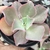 Echeveria gibbiflora Aquarius 1B pote 9 - SUCULOUCURA DA SEMANA - comprar online