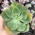 Echeveria gibbiflora Maquiavel 1B pote 11 - NOVIDADE - comprar online