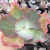 Echeveria Brunnhilde 1B pote 9 - carunculas - NOVIDADE - comprar online