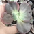 Echeveria gibbiflora Berio 1B pote 11 - NOVIDADE - comprar online