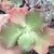 Echeveria gibbiflora pranticola 1B pote 11 - NOVIDADE na internet