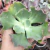 Echeveria Gibbiflora degas 1A pote 11 - NOVIDADE - comprar online