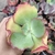 Echeveria Gibbiflora Callophillis 1A pote 9 - NOVIDADE na internet