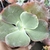 Echeveria gibbiflora trivialis 1A pote 11 - NOVIDADE - comprar online