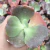 Echeveria gibbiflora Sharon 1A pote 11 - NOVIDADE na internet