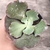 Echeveria Fire and ice 4B/5A pote 9 - carunculas - SUCULOUCURA DA SEMANA - comprar online