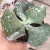 Echeveria gibbiflora gantois 5A pote 11 - babados - comprar online
