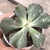 Echeveria gibbiflora dark knigth 5A pote 9 - NOVIDADE - comprar online