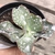 Echeveria gibbiflora loncomiLla 5A pote9 - carunculas - NOVIDADE - comprar online