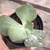 Echeveria gibbiflora walker 5A pote 9 - carunculas - NOVIDADE - comprar online